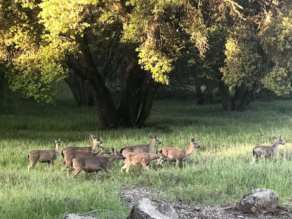 Toyon Trail | Unnamed Road, Los Altos, CA 94022, USA