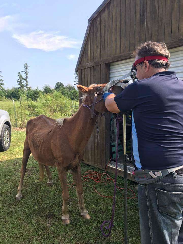 Equine Dentistry Vincent Ferry | The Acreage, Loxahatchee, FL 33470, USA | Phone: (305) 244-0678