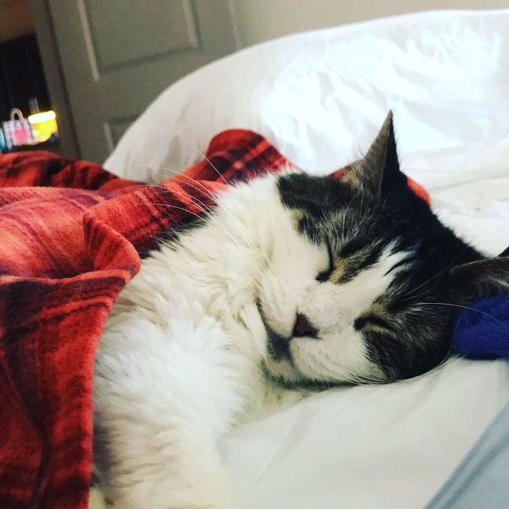 PetSmart 17815 La Cantera Pkwy, San Antonio, TX 78257