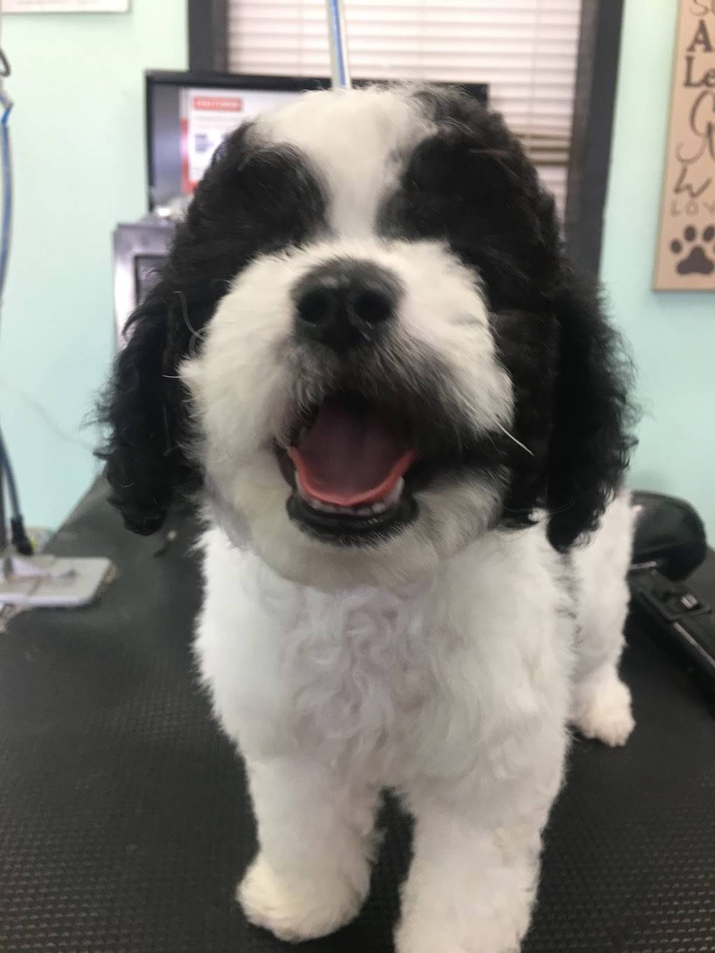 Genesis Dog Grooming | 12518 Vanowen St, North Hollywood, CA 91605, USA | Phone: (818) 219-0522