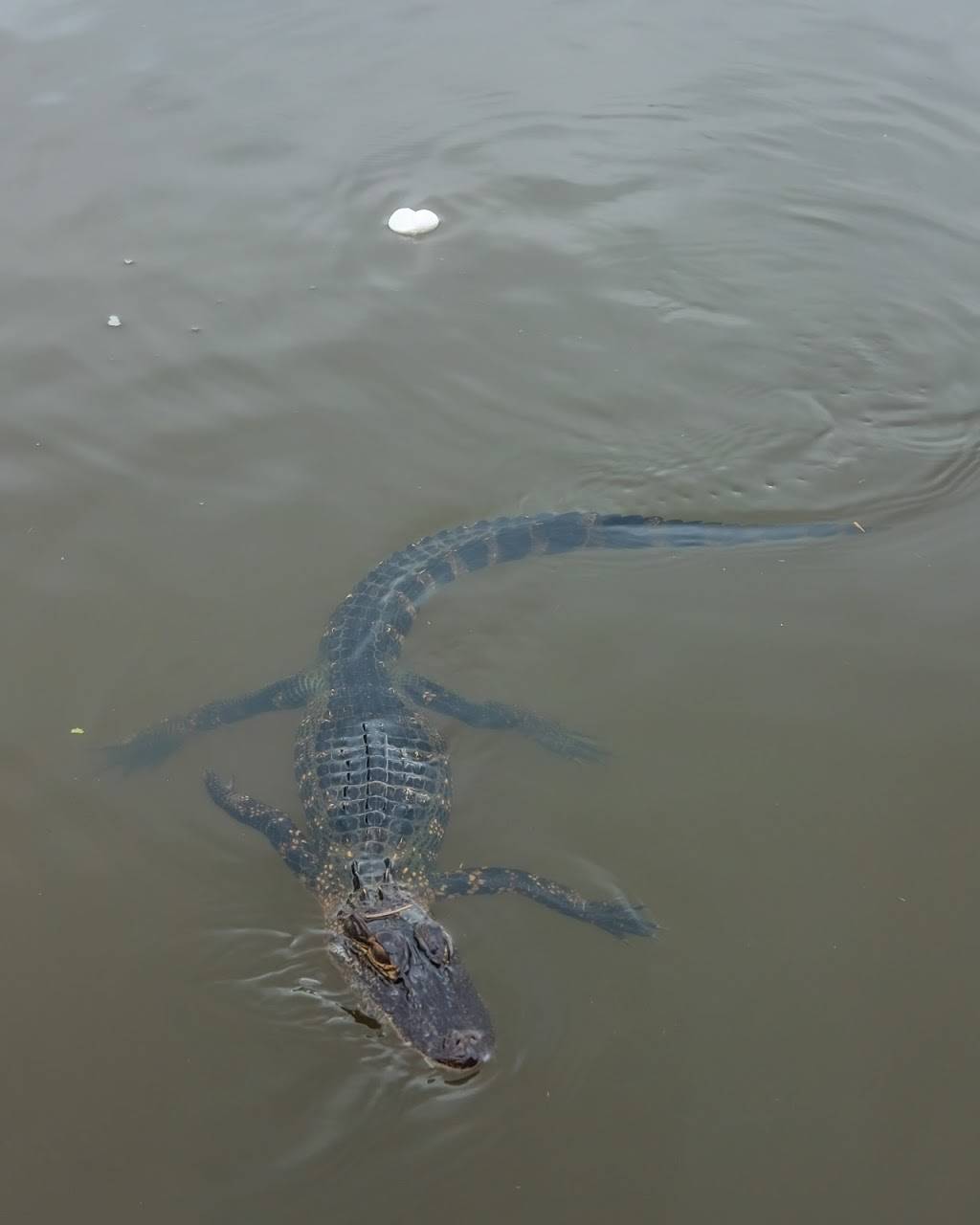 Swamp Tour New Orleans . Pirate Venture. | 4477 Jackie Ln, Jean Lafitte, LA 70067, USA | Phone: (504) 233-5000