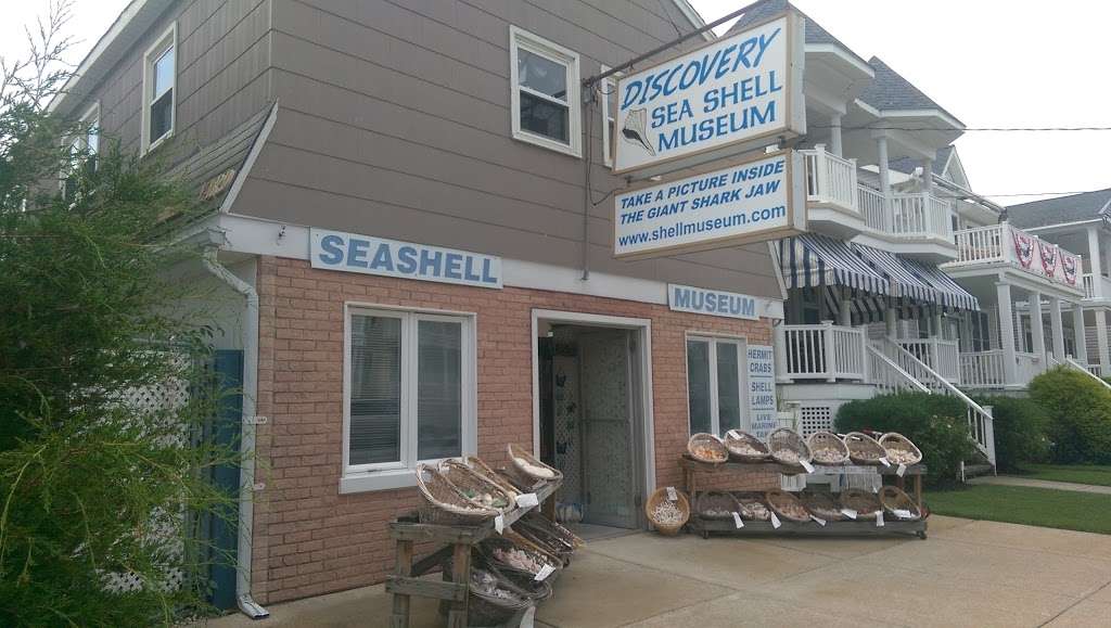Discovery Seashell Museum | 2721 Asbury Ave, Ocean City, NJ 08226, USA | Phone: (609) 398-2316