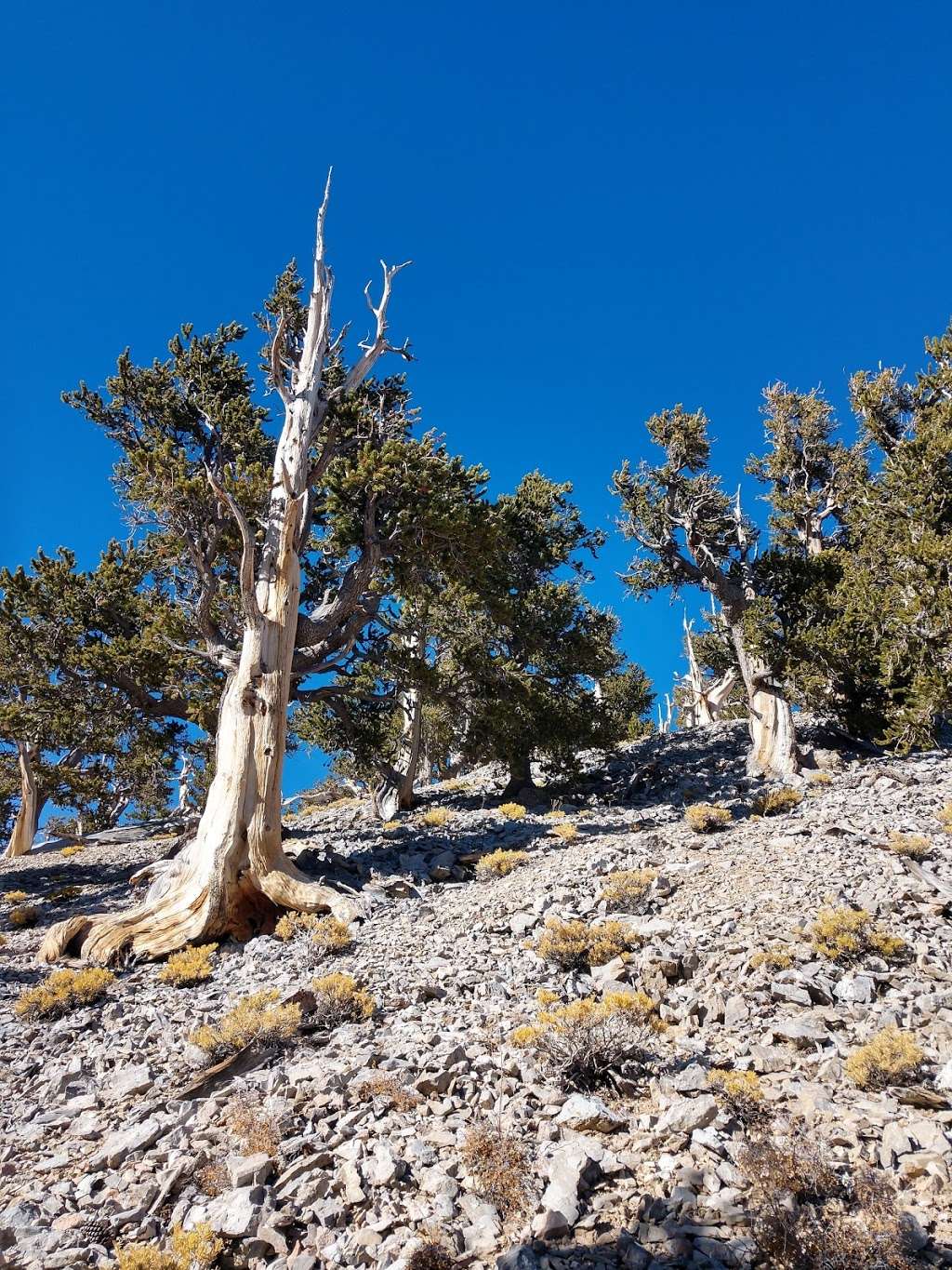 Rain Tree | Forest Trail 041, Mt Charleston, NV 89124, USA