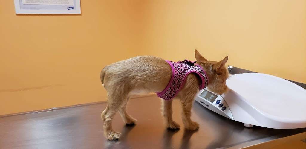 Ridge Road Animal Hospital | 44 Ridge Rd, North Arlington, NJ 07031, USA | Phone: (201) 955-6161