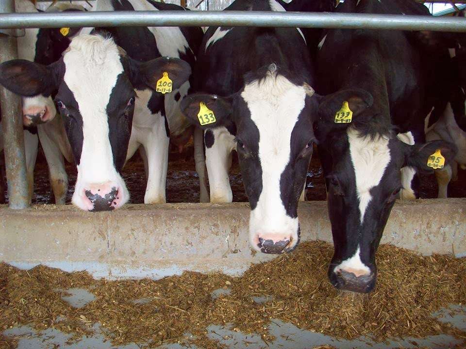 Agricultural Veterinary Associates | 137 E 28th Division Hwy, Lititz, PA 17543, USA | Phone: (717) 625-4212