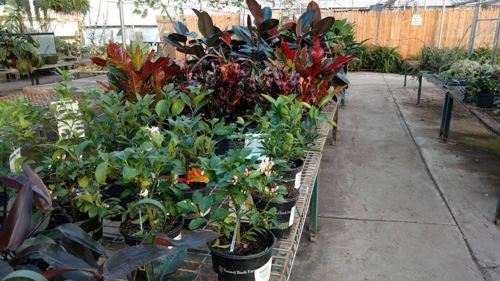 Youngs Greenhouse & Flower Shop | 5867 Lake Ave, Fort Wayne, IN 46815, USA | Phone: (260) 245-0012