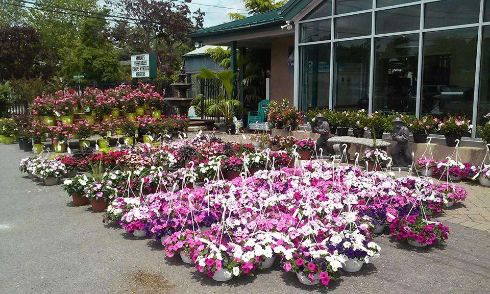 Zainos Nursery & Garden Center | 900 Jericho Turnpike, Westbury, NY 11590, USA | Phone: (516) 333-7097