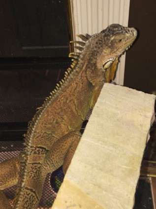 Wild Kingdom Pet Supplies | 3311 FM 518 East, Suite 100, League City, TX 77573, USA | Phone: (281) 957-9170