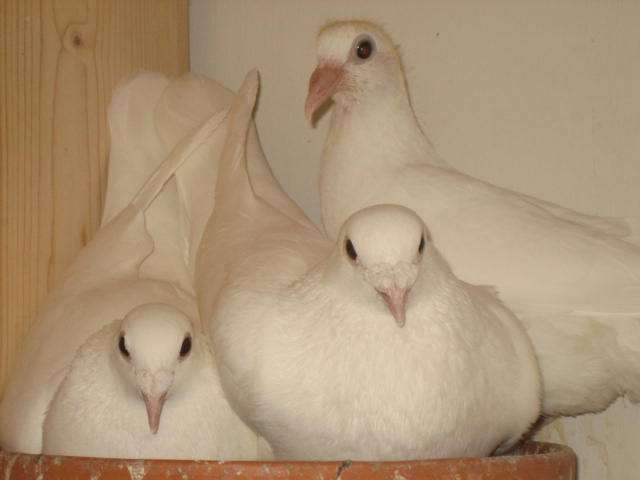 Pigeons For Sale | 4067 Hardwick St, Lakewood, CA 90712, USA | Phone: (562) 235-1829