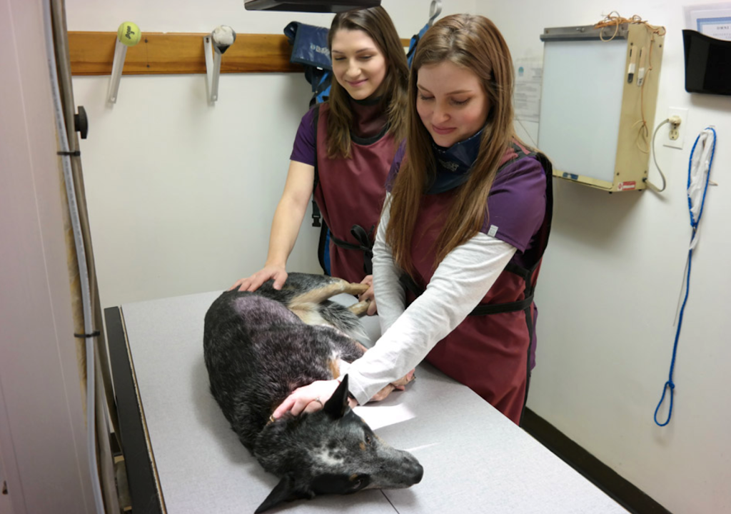 Owings Mills Veterinary Center | 9623 Reisterstown Rd Ste. A, Owings Mills, MD 21117, USA | Phone: (410) 363-0393