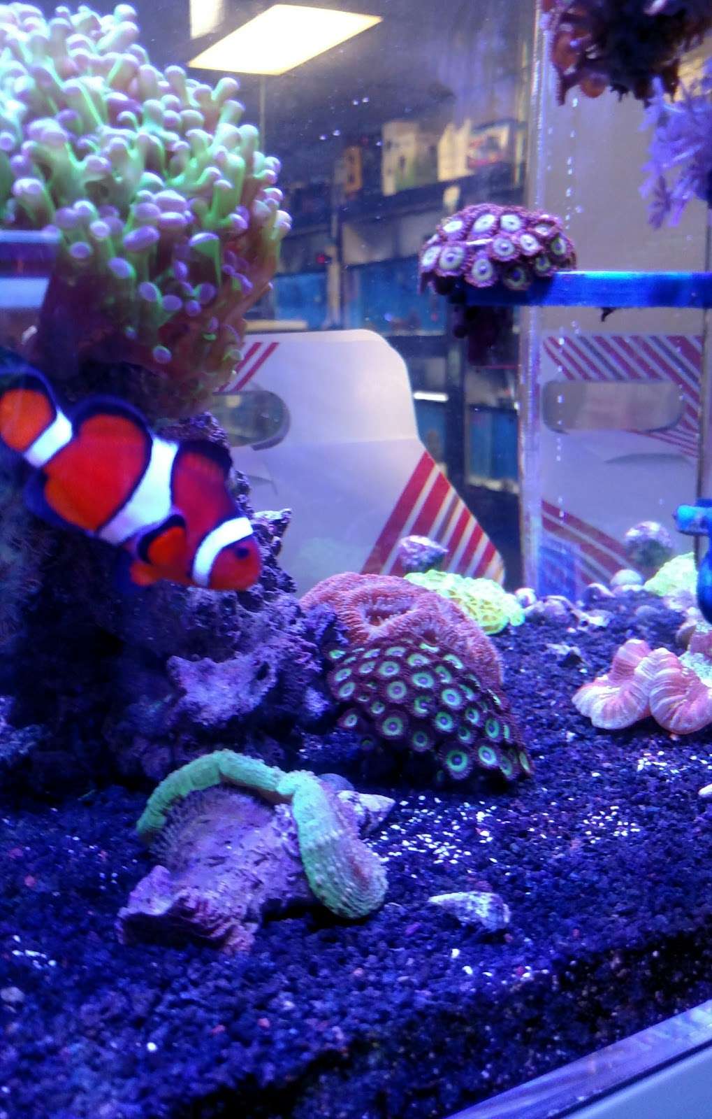 Advanced Aquatic Pets | 509 Woodlawn Ave, Belmont, NC 28012, USA | Phone: (704) 827-6648