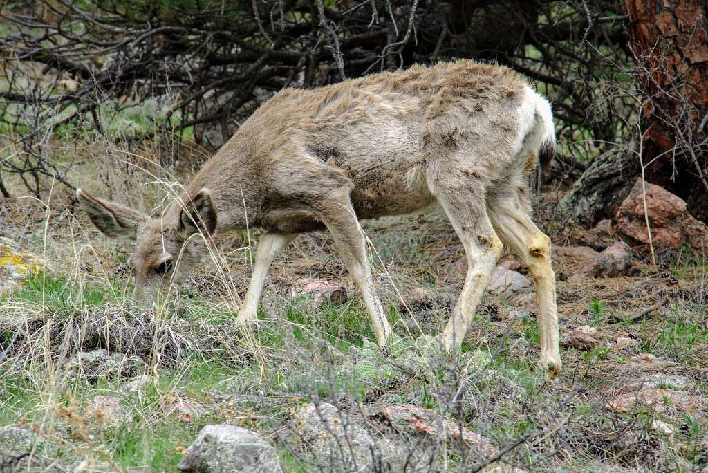 Horsetooth Rock Trail | 6550 W County Rd 38 E, Fort Collins, CO 80526, USA | Phone: (970) 619-4570