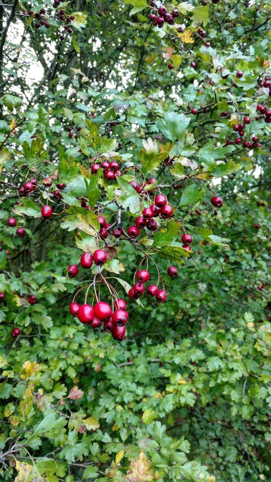 Danemead Nature Reserve | Cock Ln, Broxbourne, Hoddesdon EN11 8GG, UK | Phone: 01727 858901