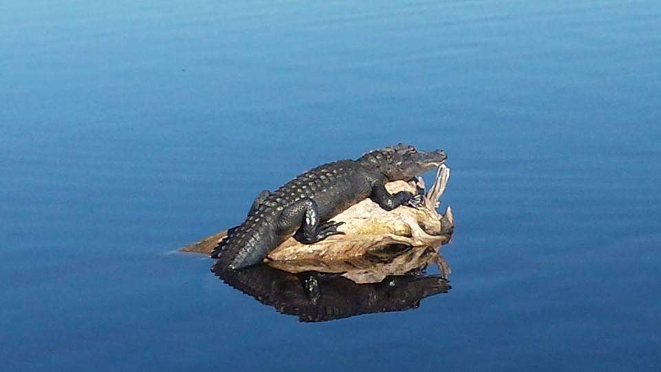 Florida Fish Guide/ Nature Tours | Magnolia Park Boat Ramp, Apopka, FL 32703 | Phone: (321) 363-6550