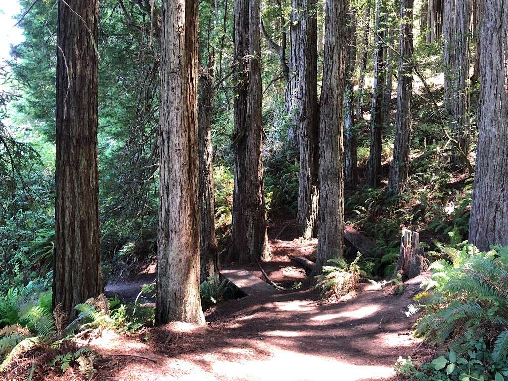 Pomo Canyon Trail | Pomo Canyon Trail, Duncans Mills, CA 95430, USA