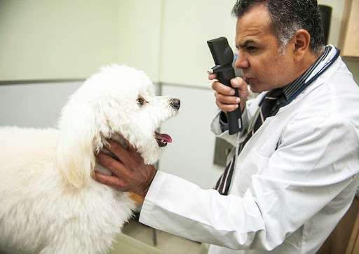 After Hours Animal Hospital | 11266 Firestone Blvd, Norwalk, CA 90650, USA | Phone: (562) 409-1011