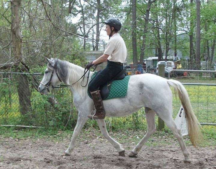 Equestrian Ventures Training | 417 Janisch Rd, Houston, TX 77018, USA | Phone: (713) 694-0694