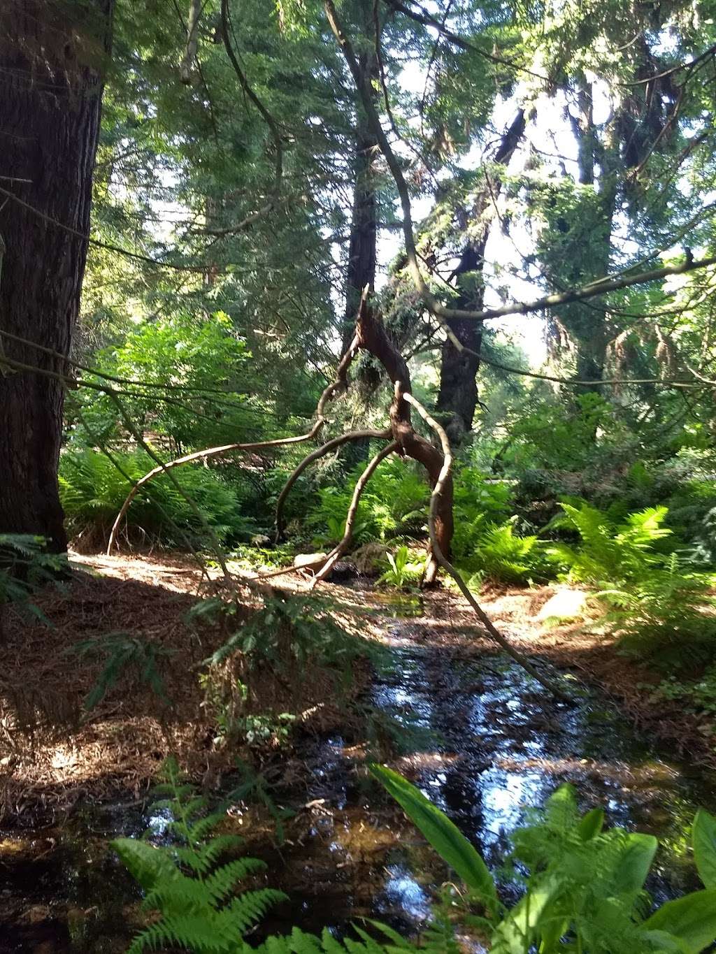 Redwood Grove Garden | Golden Gate Park, San Francisco, CA 94122, USA | Phone: (415) 661-1316