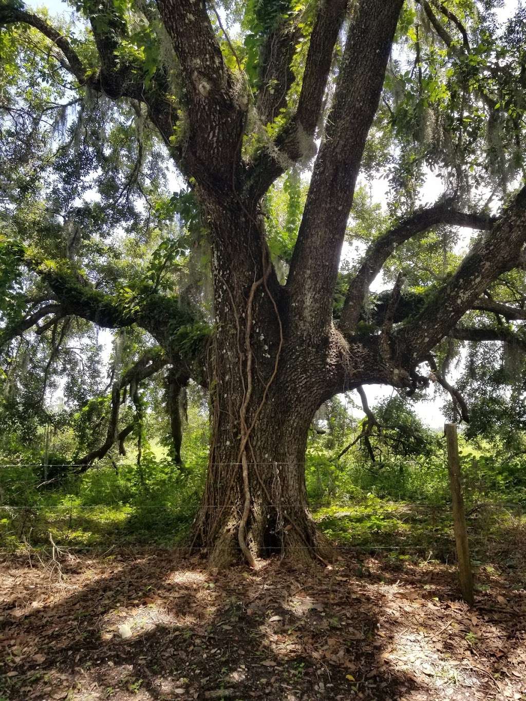 Charles H. Bronson State Forest | Oviedo, FL 32766, USA