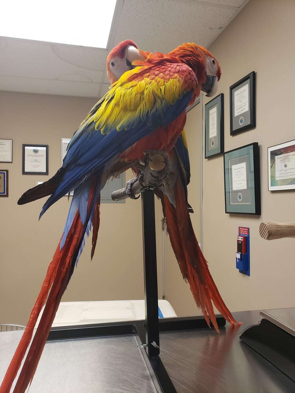 Medical Center for Birds | 3805 Main St, Oakley, CA 94561, USA | Phone: (925) 625-1878