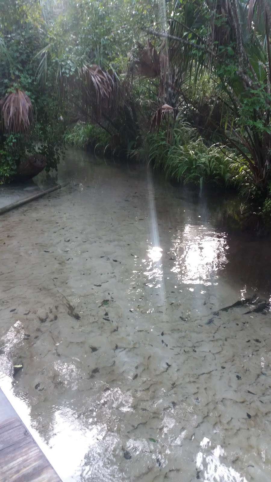 Juniper Springs Recreation Area | Florida, USA