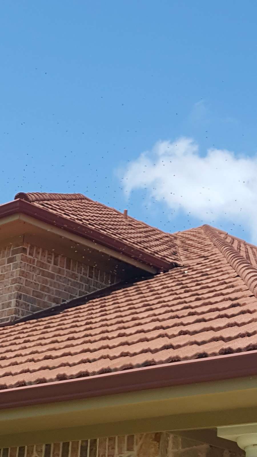 Bee Busters DFW Bee Removal | 730 Judy Ln, Seagoville, TX 75159, USA | Phone: (972) 581-9777