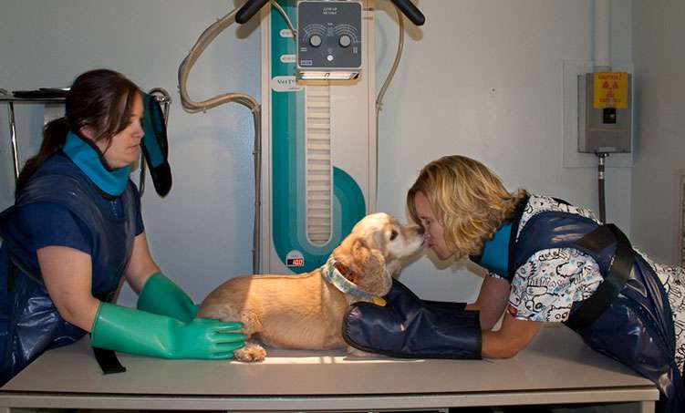 Clementon Animal Hospital | 210 White Horse Pike, Clementon, NJ 08021, USA | Phone: (856) 784-2304