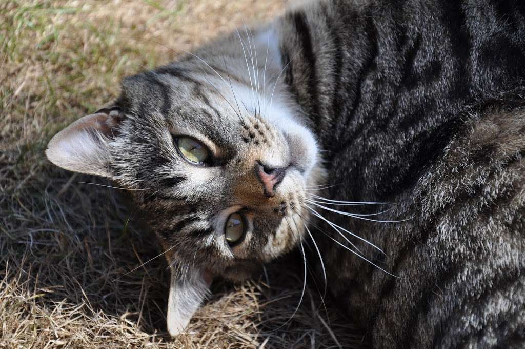 Sereta Boarding Cattery | 2, Crow Hill, Rookery Rd, Downe, Orpington BR6 7JE, UK | Phone: 01689 856168