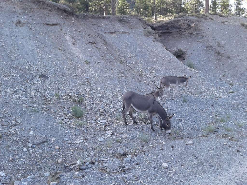 CATHEDRAL ROCK PICNIC AREA | Toiyabe, Coleville, NV 96107, USA | Phone: (801) 226-3564