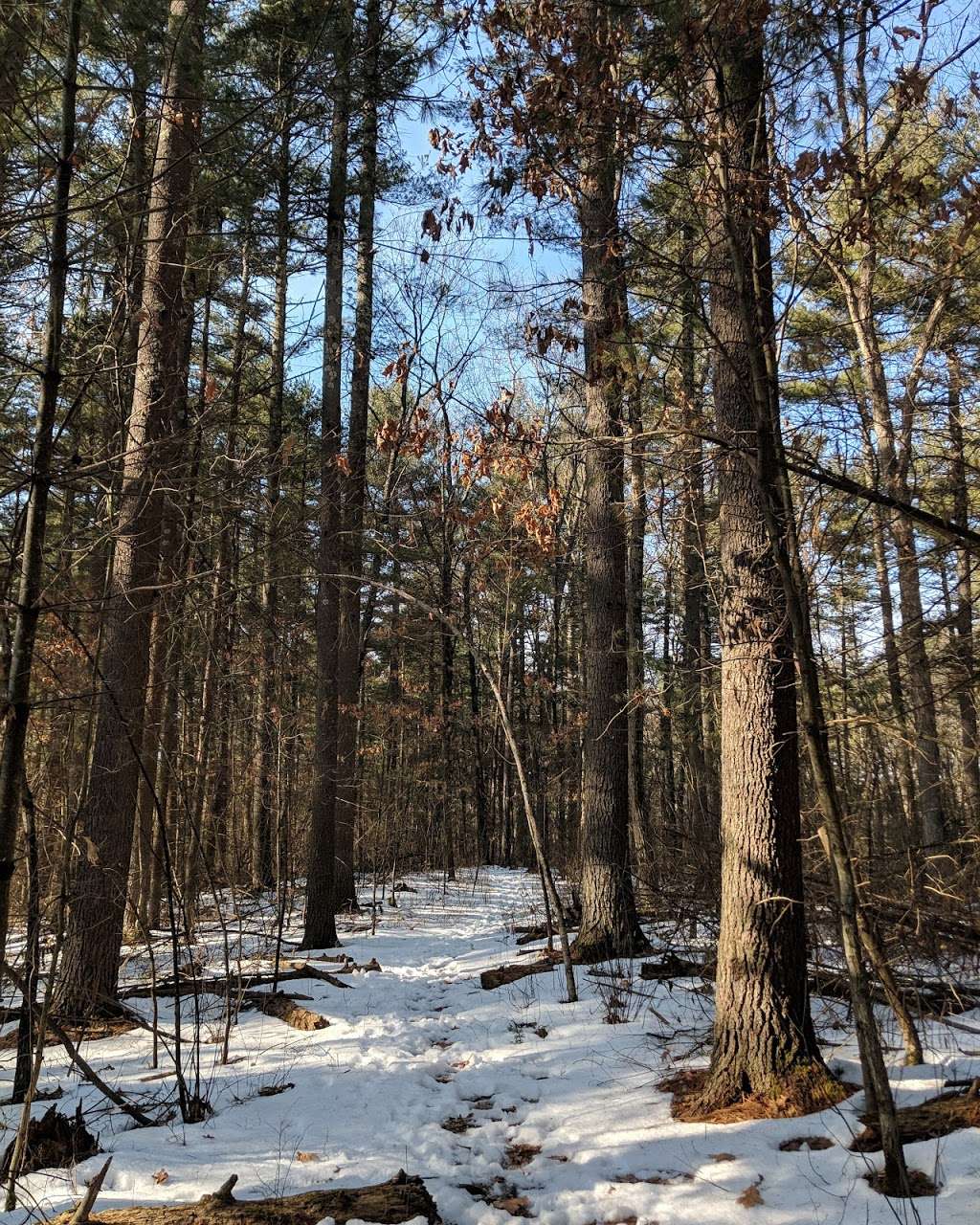 Mass Audubons Nashoba Brook Wildlife Sanctuary | Concord Rd, Westford, MA 01886, USA | Phone: (978) 464-2712