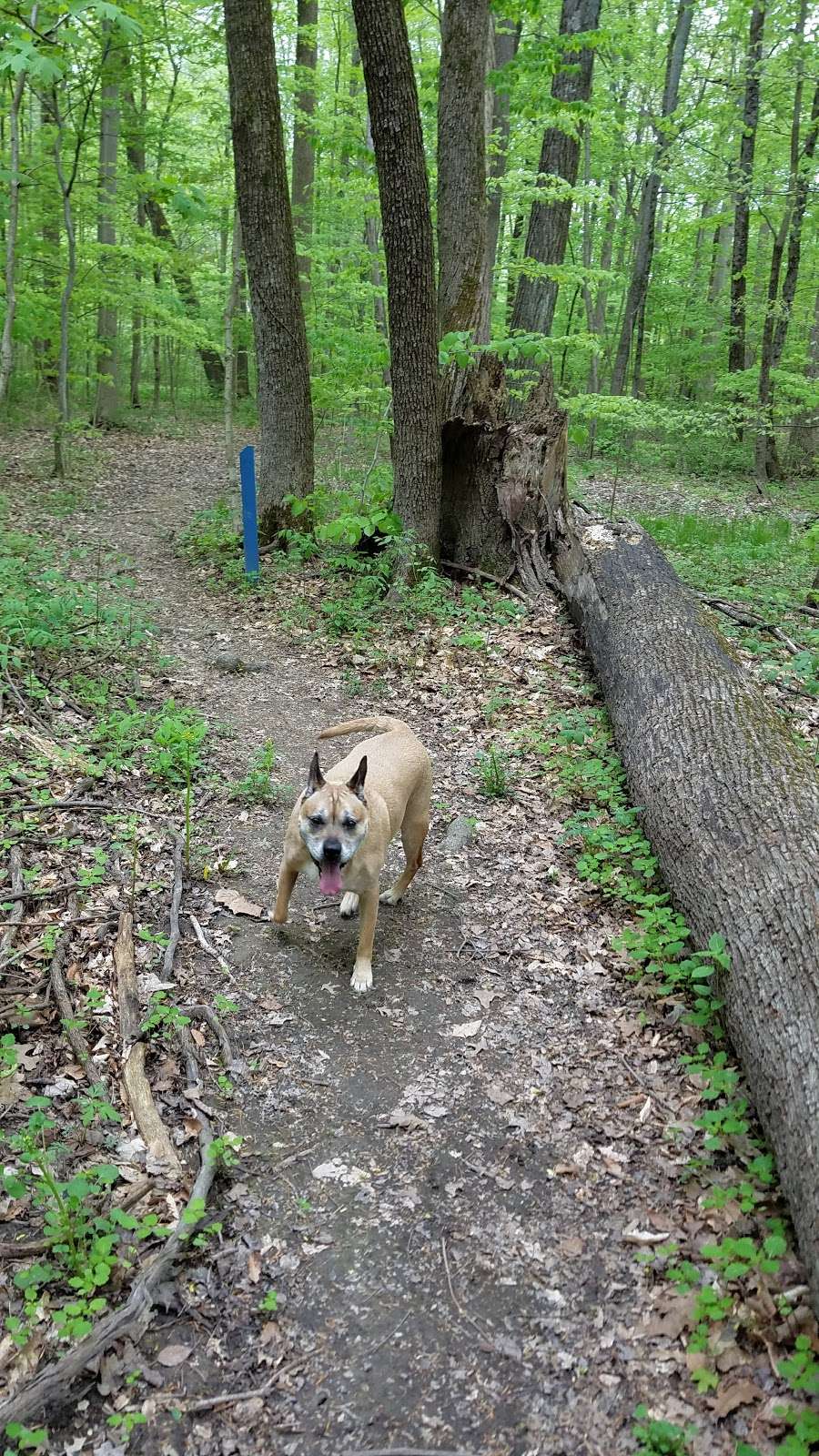 Jacob Schramm Nature Preserve | 1926 S 600 W, New Palestine, IN 46163