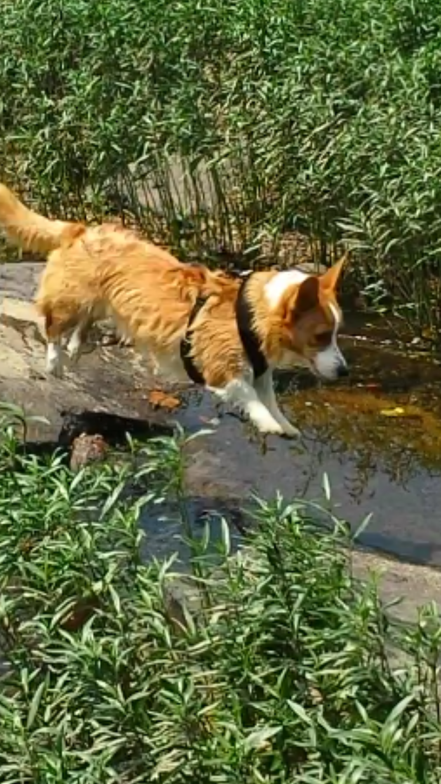 All Paws Animals Wellness | 1098 Principio Furnace Rd, Perryville, MD 21903, USA | Phone: (410) 642-6396