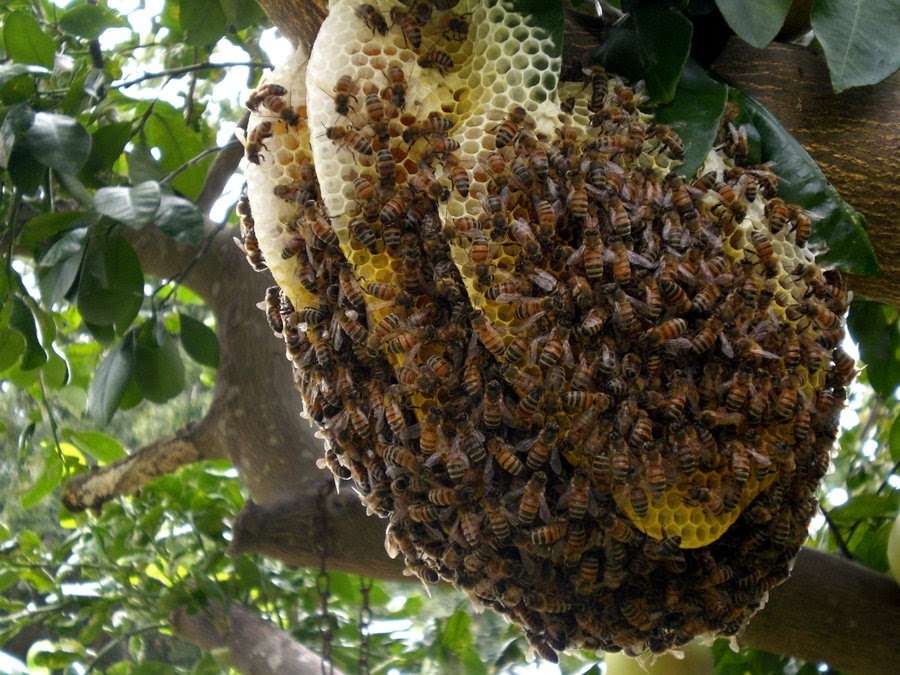 Beehive and Wasp Removal Services | 18808 Villa Park St, Rowland Heights, CA 91748, USA | Phone: (626) 224-3095
