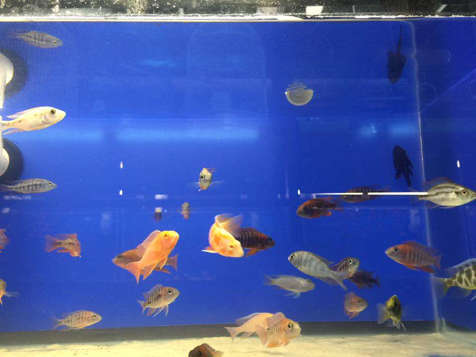 Aqua Novik Tropical Fish & Pets | 8350 Fry Rd, Cypress, TX 77433, USA | Phone: (281) 213-4687