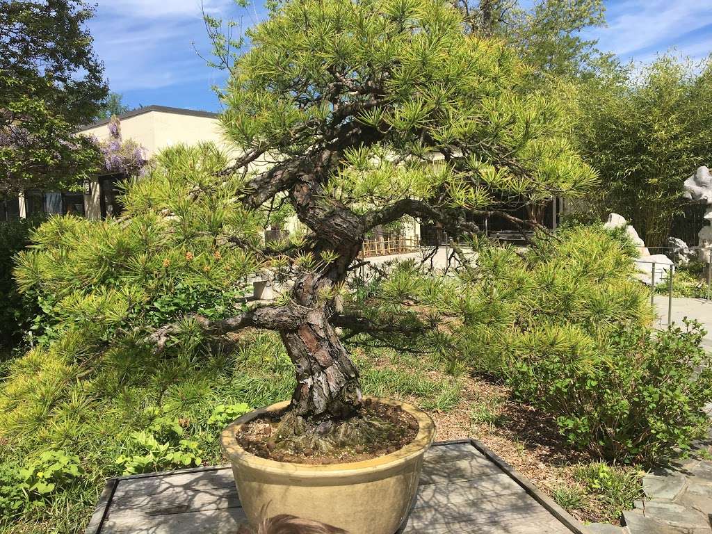 National Bonsai Foundation Inc | 3501 New York Ave NE, Washington, DC 20002 | Phone: (202) 396-3510