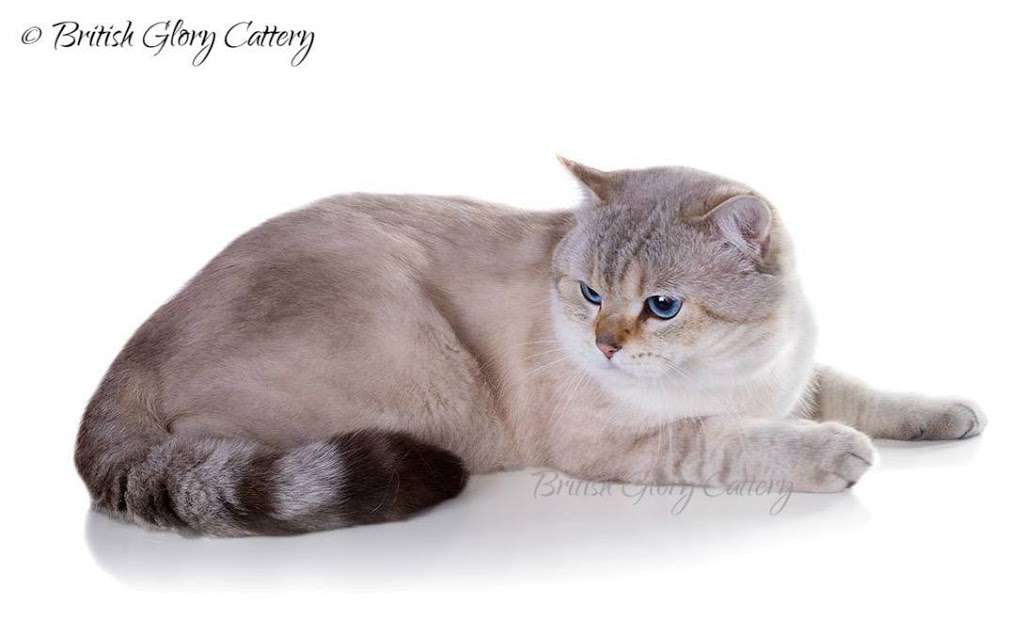 British Glory Cattery | 13907 Fair Glade Ct, Cypress, TX 77429, USA | Phone: (215) 966-9718