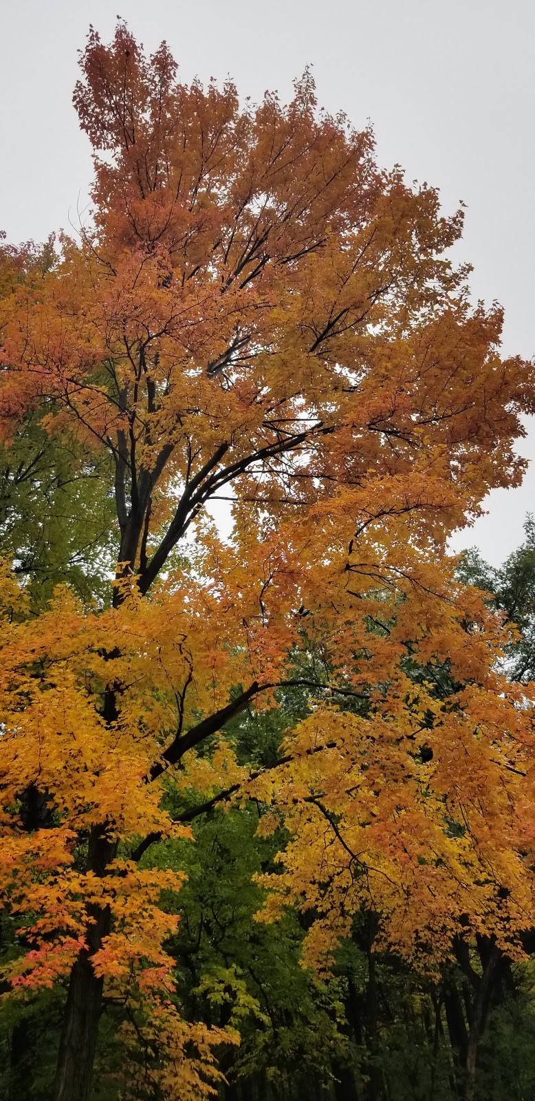 Quaking Bog | Theodore Wirth Pkwy, Minneapolis, MN 55411, USA | Phone: (612) 370-4903