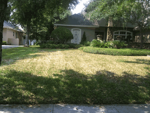 Promo Lawn & Pest | 388 Zinnia Dr, Casselberry, FL 32707 | Phone: (407) 331-1831
