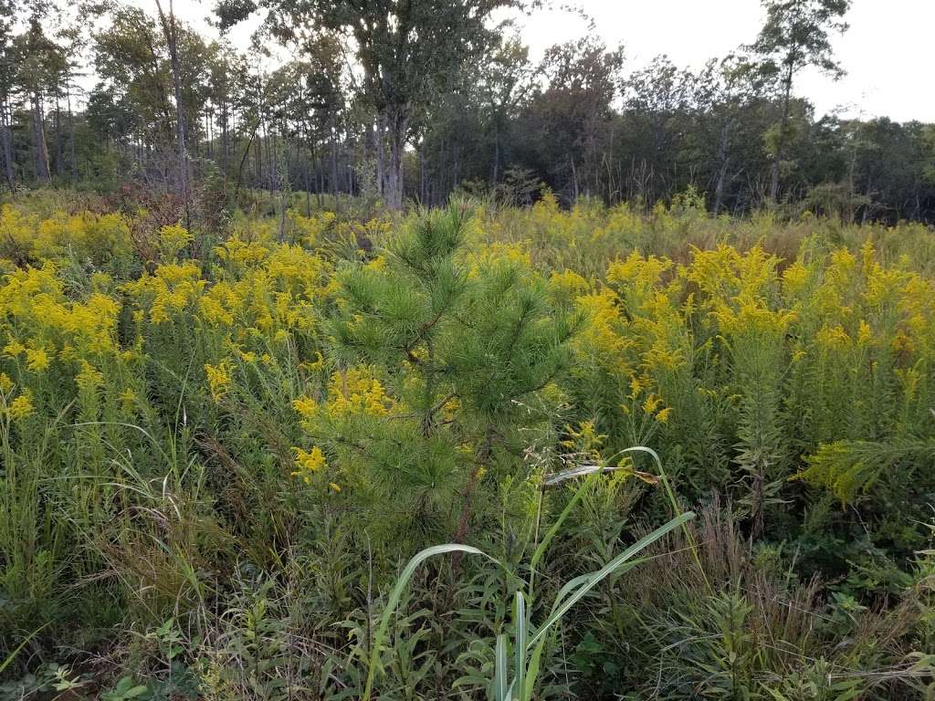 Piedmont Prairie Trail - McDowell Nature Preserve | 12600 4 Horse Rd, Charlotte, NC 28278, USA | Phone: (980) 314-1128