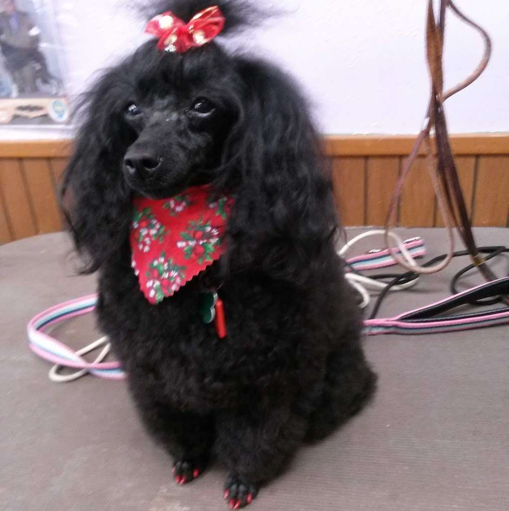 Scissors & Suds Pet Grooming | 1031 Patricia #112, San Antonio, TX 78213, USA | Phone: (210) 340-2294