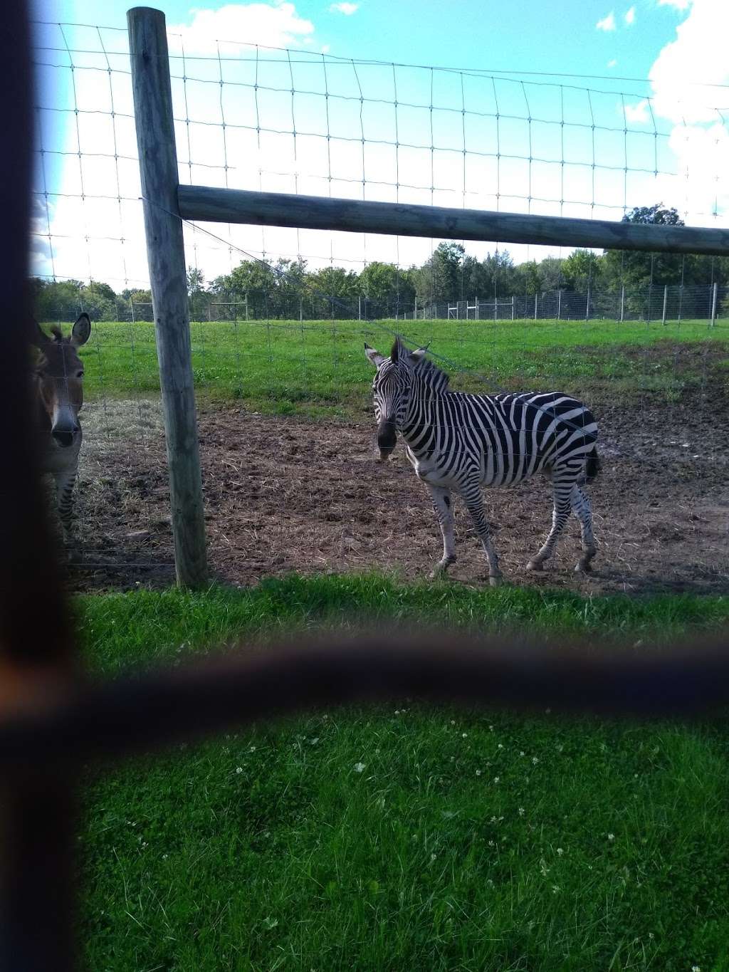 Safari Farm Petting Zoo | 1675 Mt Cobb Rd, Lake Ariel, PA 18436, USA | Phone: (570) 430-8584