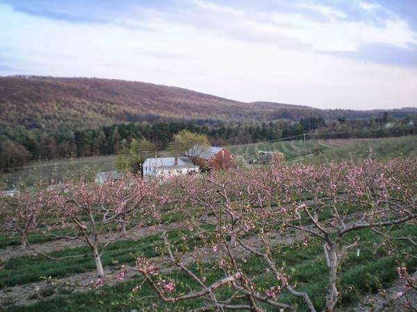 Three Springs Fruit Farm | 1606 Bendersville Wenksville Rd, Aspers, PA 17304, USA | Phone: (717) 677-7186