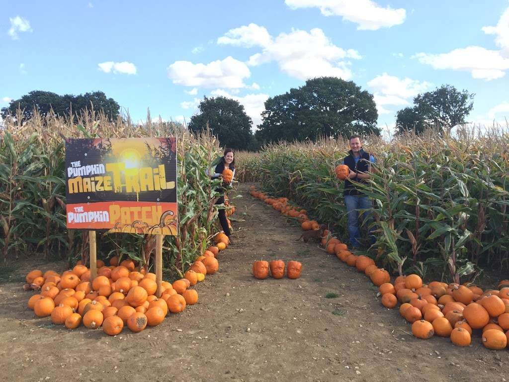 Foxes Farm Produce - The Corn Maze and The Pumpkin Patch - Basil | Watch House Farm, Wash Road, Basildon SS15 4ER, UK | Phone: 07720 888053