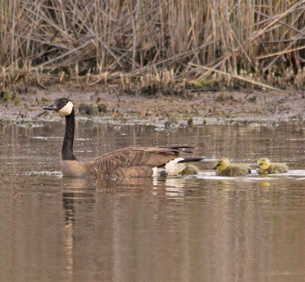 Wootons Landing Wetland Park | 4550 Sands Rd, Harwood, MD 20776, USA | Phone: (410) 741-9330