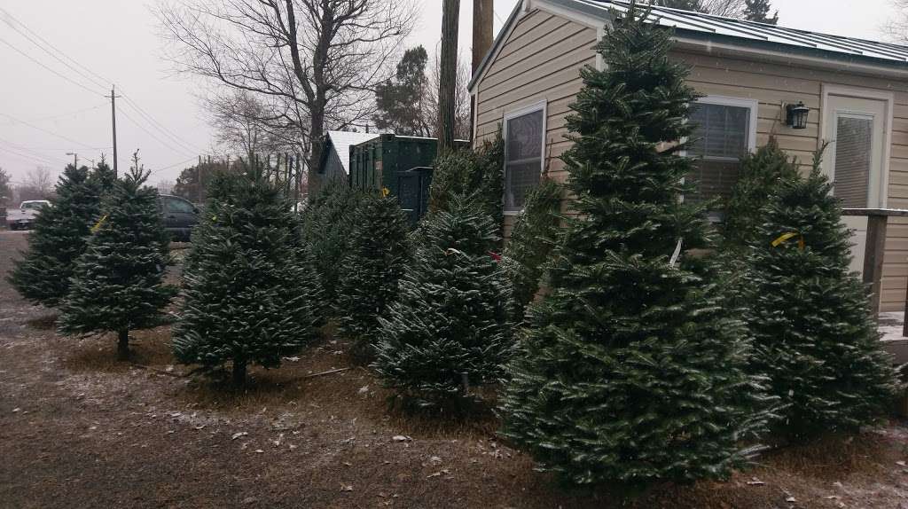 North Star Christmas Trees - Pre-Cut Lot | 11120 Cherry Hill Rd, Beltsville, MD 20705 | Phone: (301) 933-4833