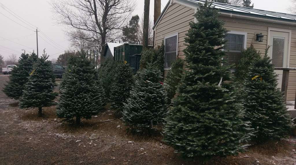 North Star Christmas Trees - Pre-Cut Lot | 11120 Cherry Hill Rd, Beltsville, MD 20705, USA | Phone: (301) 933-4833