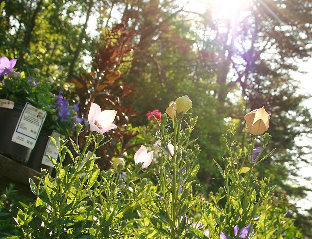 New Hope Greenhouses and Garden Center | 2703 Beaty Rd, Gastonia, NC 28056, USA | Phone: (704) 824-1799