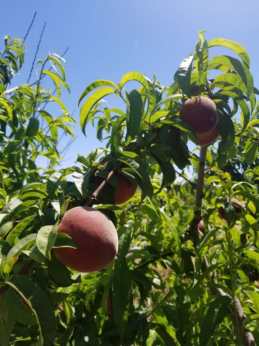 Bacchinis Fruit Tree | 2010 Walnut Blvd, Brentwood, CA 94513 | Phone: (925) 634-3645