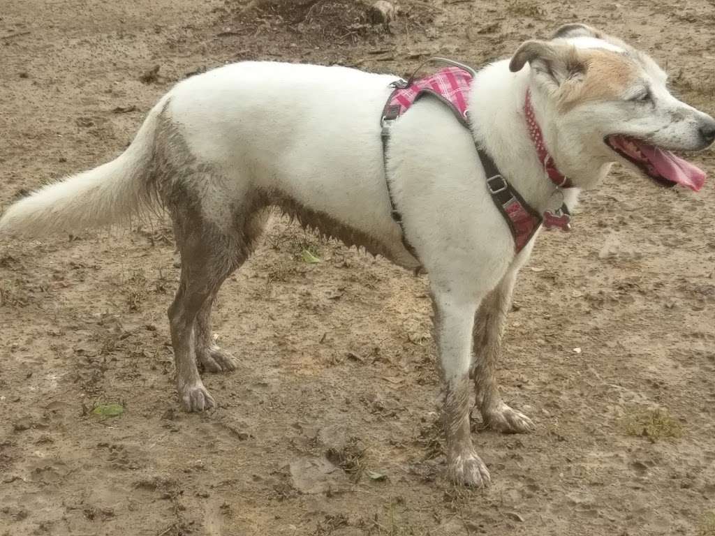 Bark Park at Countryside (League City Dog Park) | League City, TX 77573