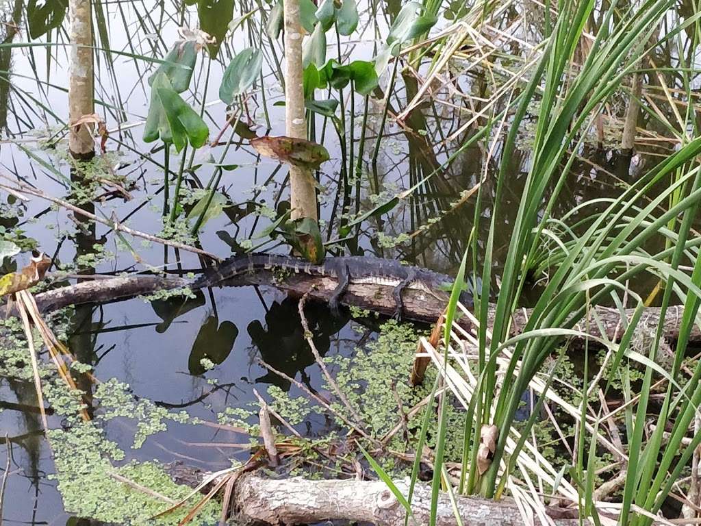 Lake Apopka | Lake Apopka Loop Trail, Apopka, FL 32703, USA